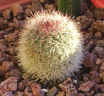 normal_cactus2.jpg