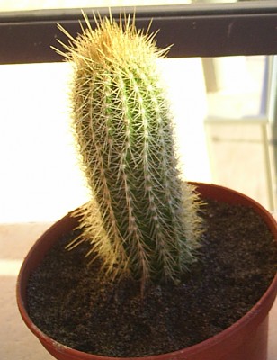 normal_cactus3~1.jpg