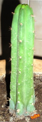 normal_cactus3%7E0.jpg