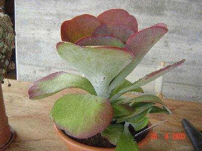 normal_cactus3.jpg