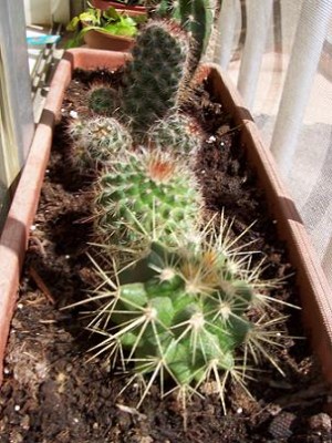 normal_cactus3.jpg