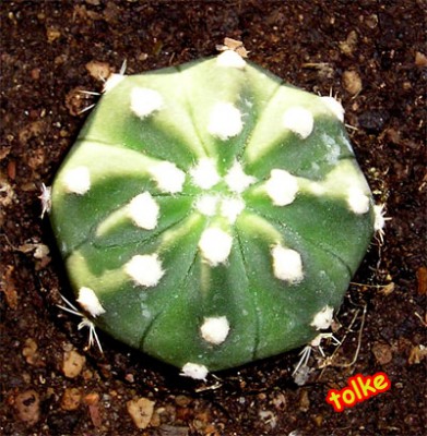 normal_cactus4.jpg