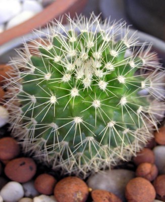 normal_cactus5%20016.jpg