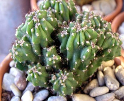normal_cactus5%20018.jpg