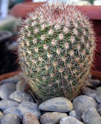 normal_cactus5%20019.jpg