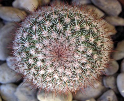 normal_cactus5%20021.jpg