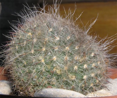 normal_cactus7-004.jpg