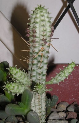 normal_cactus7-012.jpg