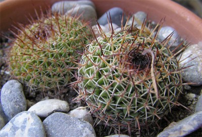 normal_cactus7-015.jpg