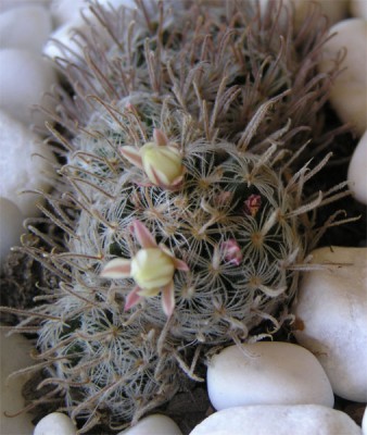 normal_cactus7-016.jpg