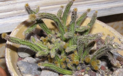 normal_cactus7-020.jpg