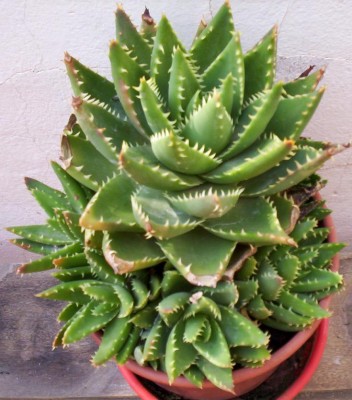 normal_Cactus_01.JPG