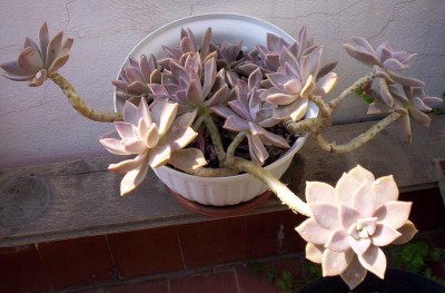 normal_Cactus_02.JPG