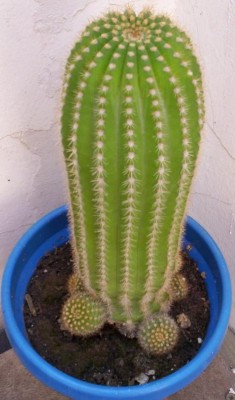 normal_Cactus_03.JPG