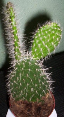 normal_Cactus_04.JPG