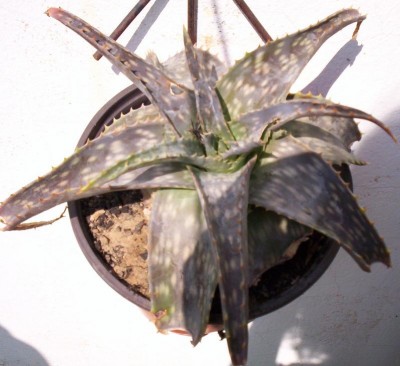 normal_Cactus_05.JPG