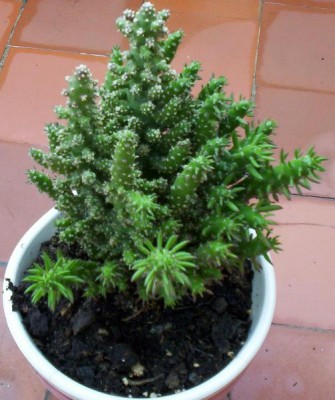 normal_Cactus_06.JPG