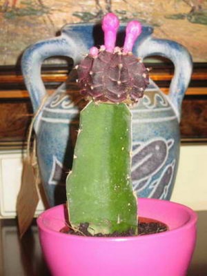 normal_Cactus_1.jpg