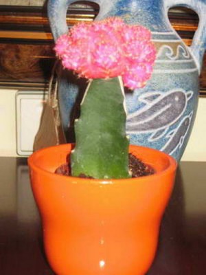 normal_Cactus_2.jpg