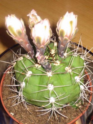 normal_Cactus_4.jpg