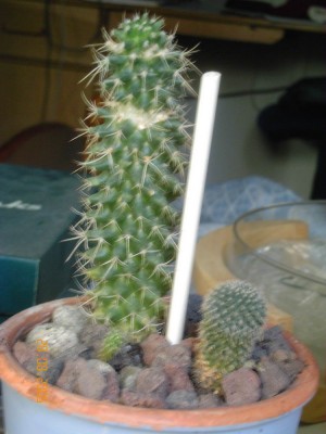 normal_cactus_9.jpg