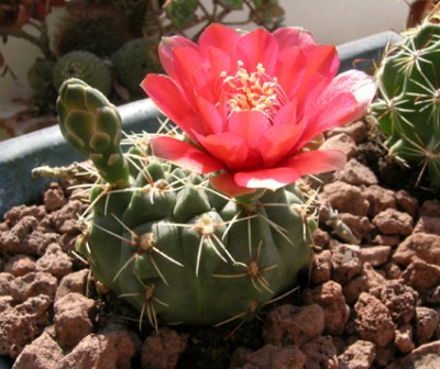 normal_cactusillo_rojo1recorte.jpg
