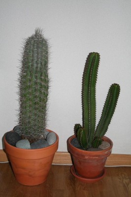 normal_cactusss1.JPG