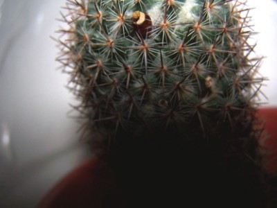 normal_cactuus.JPG