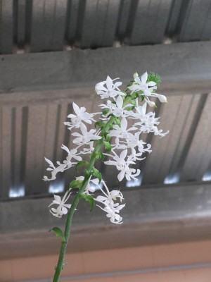 normal_Calanthe%20Veracrifolia.jpg