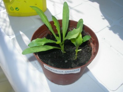 normal_calendula%20naranja.JPG