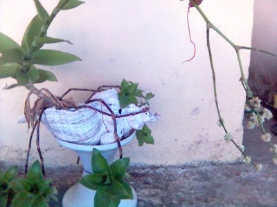 normal_callisia%20y%20caracol1.JPG