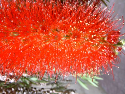 normal_callistemon%20flor.JPG