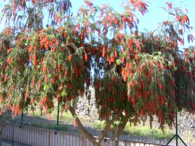 normal_callistemon%7E0.JPG