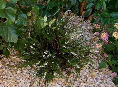 normal_calluna.JPG