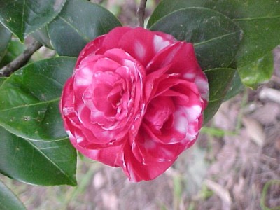 normal_CAMELIA%20doble%20centro.jpg