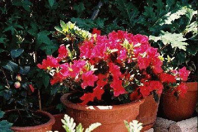 normal_Camelia%2CAzalea%20y%20Acanthus%2028%20Abril%2003.jpg