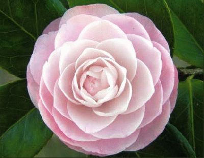 normal_Camelia-Desire-Copihue.jpg