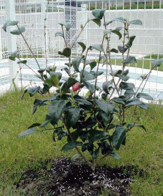 normal_Camelia-japonica.jpg