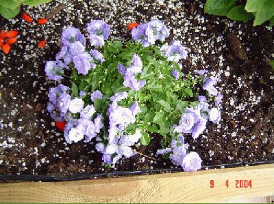 normal_Campanula%20Blue%20Bali%20de%20Cambrils%20com%207%20Abril%2004.jpg