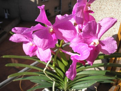 normal_carnaval%20y%20orquis%20049.jpg