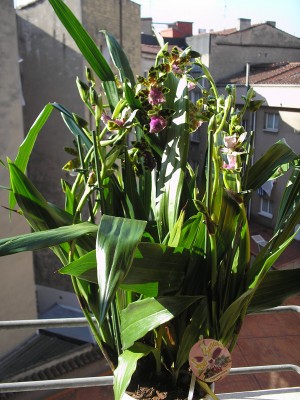 normal_carnaval%20y%20orquis%20051.jpg