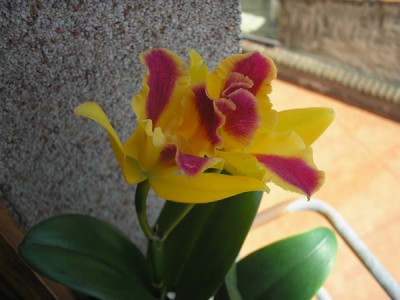 normal_carnaval%20y%20orquis%20070.jpg