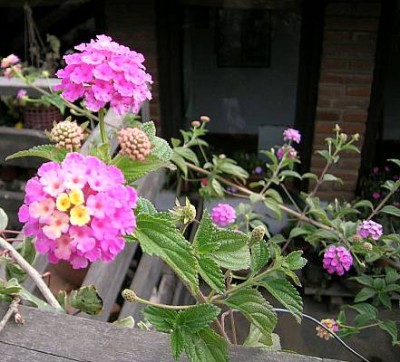 normal_Cascada%20Lantana.JPG