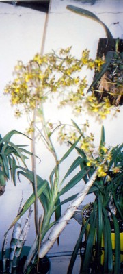 normal_catasetum8_edited.jpg