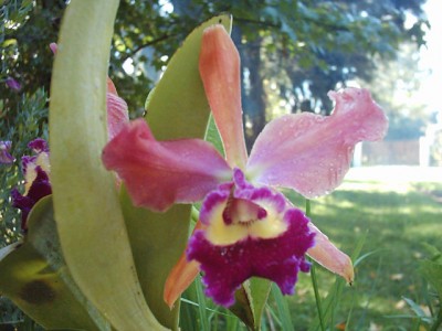 normal_CATTLEYA%20280%20EJ.016.2.jpg