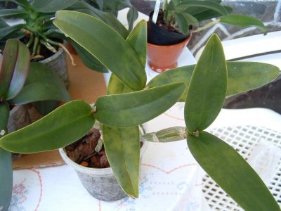 normal_Cattleya%20guatemalensis.JPG