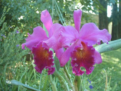 normal_CATTLEYA%20HIBRIDA%20EJ.074.2.jpg