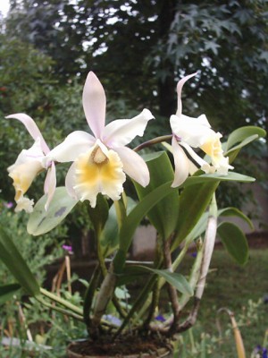 normal_CATTLEYA%20HIBRIDA%20EJ.075.1.jpg