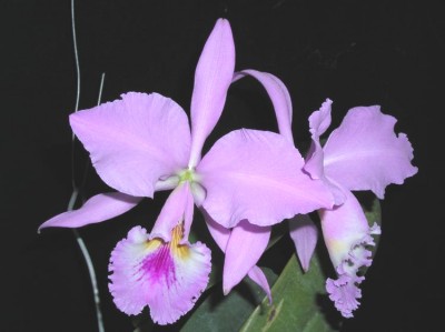 normal_Cattleya%20labiata05.jpg