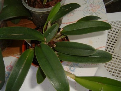 normal_cattleya%20maxima.JPG
